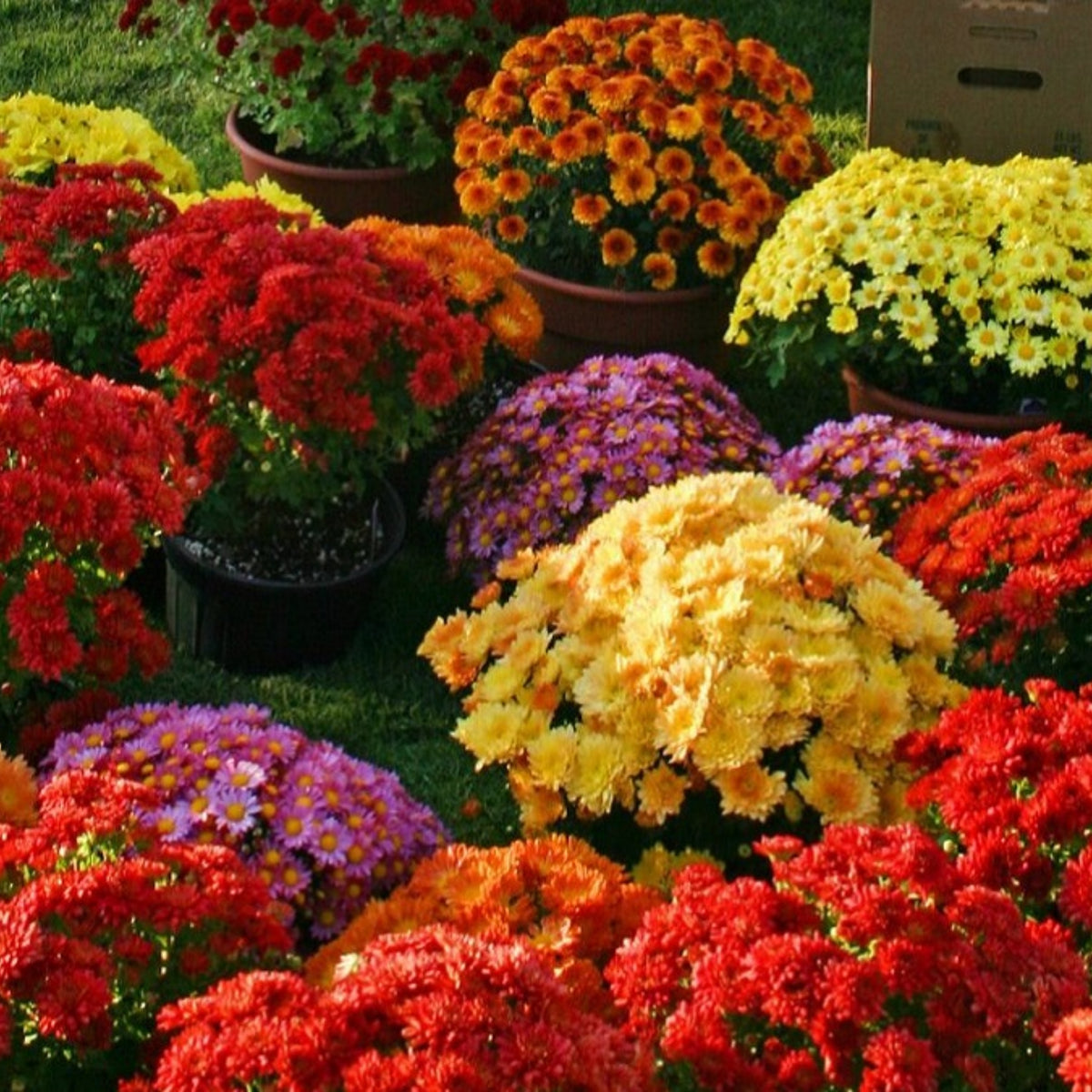 Mix Multi-Color Ground-Cover Chrysanthemum Flower Seeds, 50 seeds