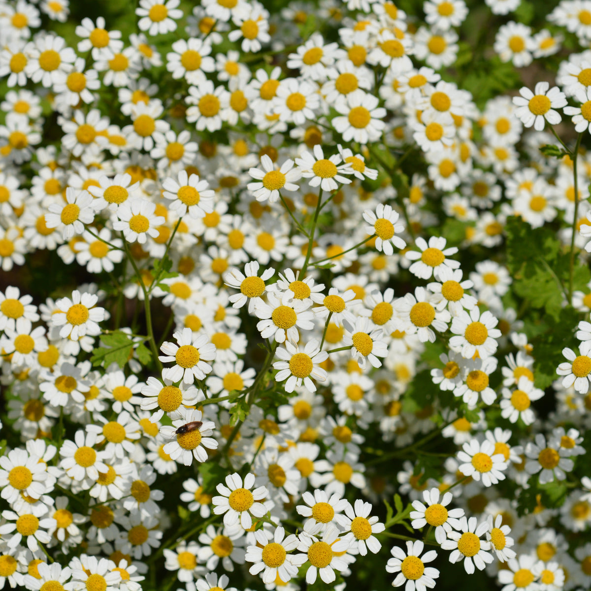 Feverfew Seeds Chrysanthemum Flower Seeds, 50 seeds