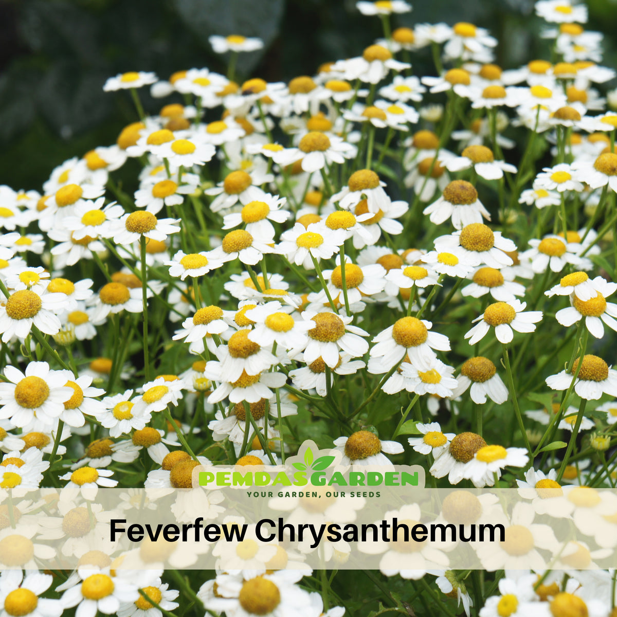 Feverfew Seeds Chrysanthemum Flower Seeds, 50 seeds
