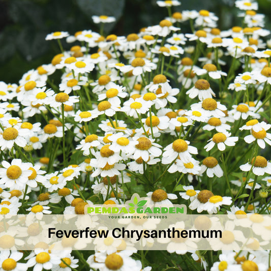 Feverfew Seeds Chrysanthemum Flower Seeds, 50 seeds
