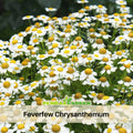 50 Seeds| Feverfew Seeds Chrysanthemum Flower Seeds – Colorful Garden Mums for Fall Blooms, Easy to Grow Annual & Perennial Flowers for Outdoor Landscaping#M002