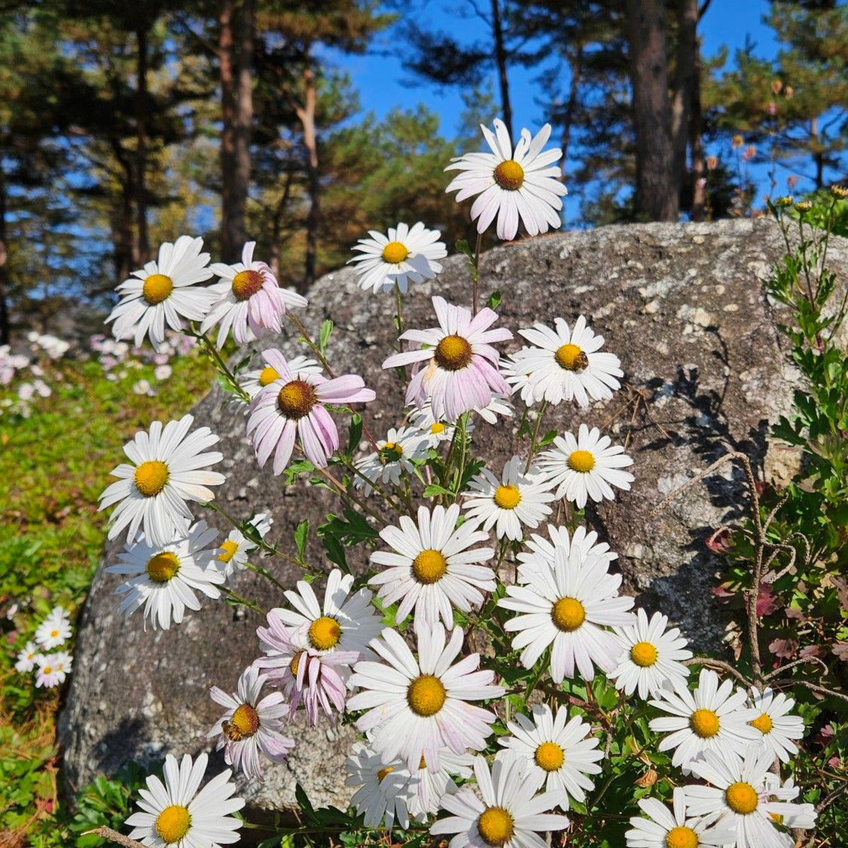 Feverfew Seeds Chrysanthemum Flower Seeds, 50 seeds