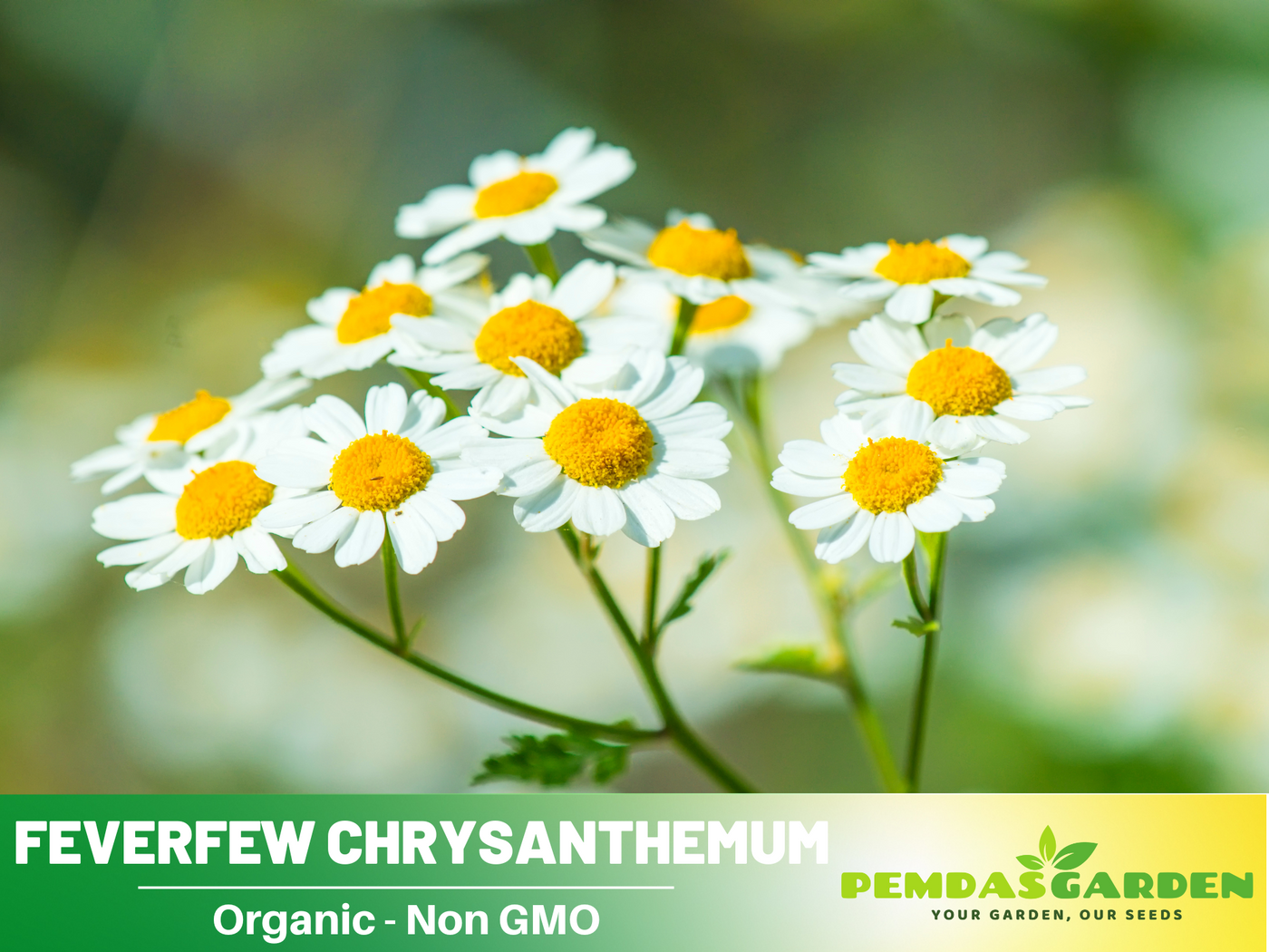 mums flower seeds 50 Seeds| Feverfew Seeds Chrysanthemum Flower Seeds – Colorful Garden – PEMDASGARDEN
