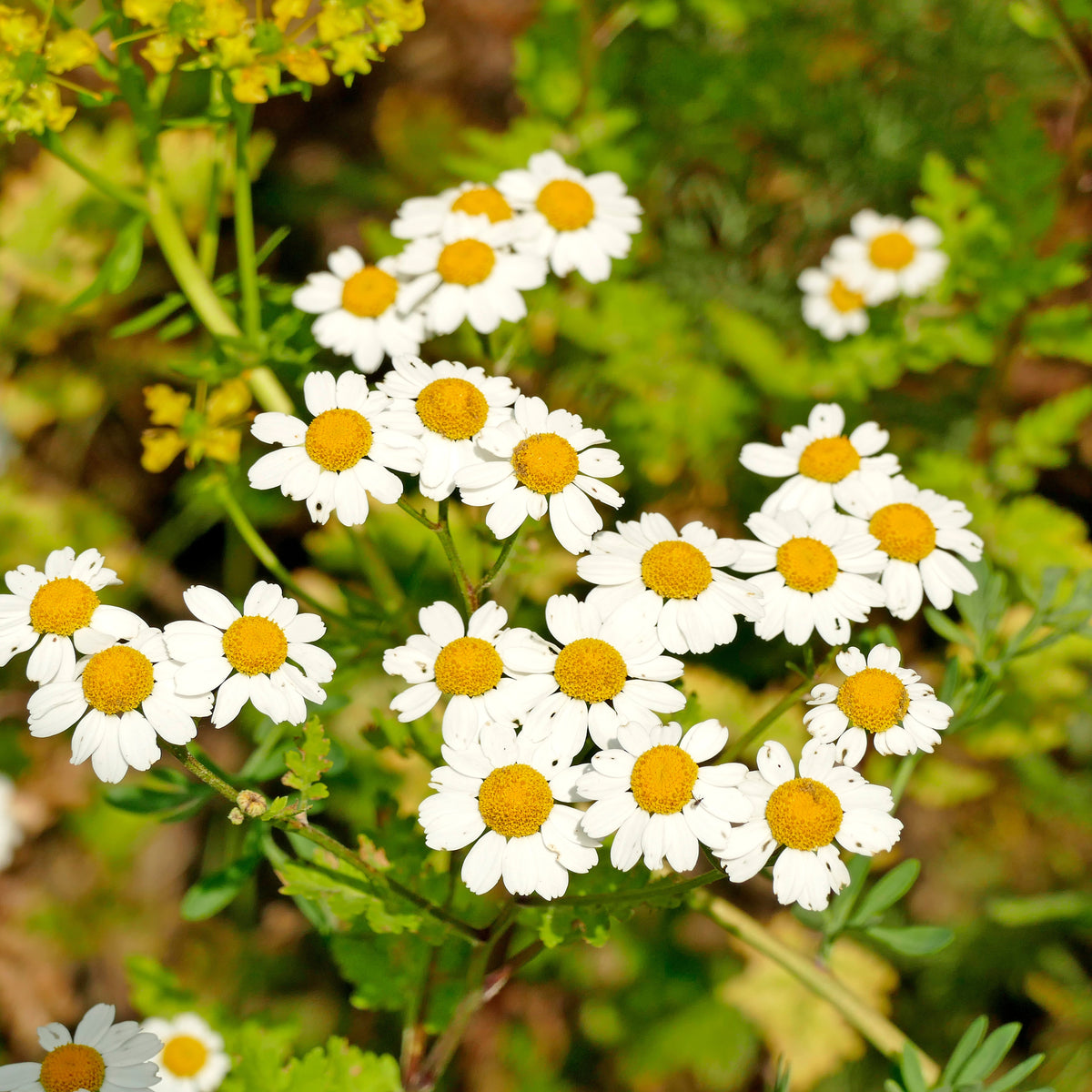 Feverfew Seeds Chrysanthemum Flower Seeds, 50 seeds