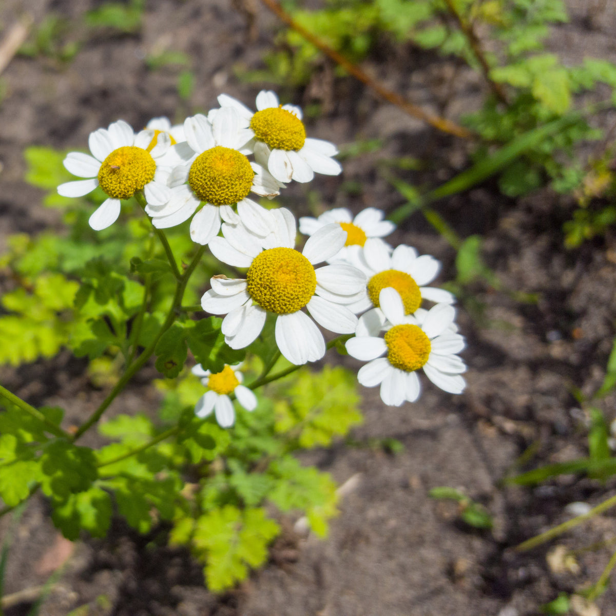Feverfew Seeds Chrysanthemum Flower Seeds, 50 seeds