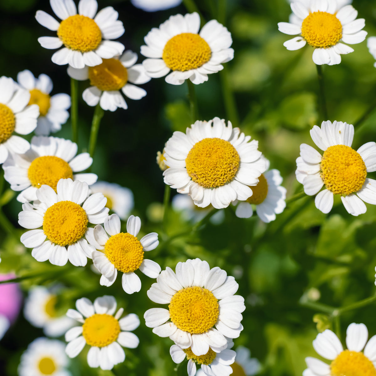 Feverfew Seeds Chrysanthemum Flower Seeds, 50 seeds