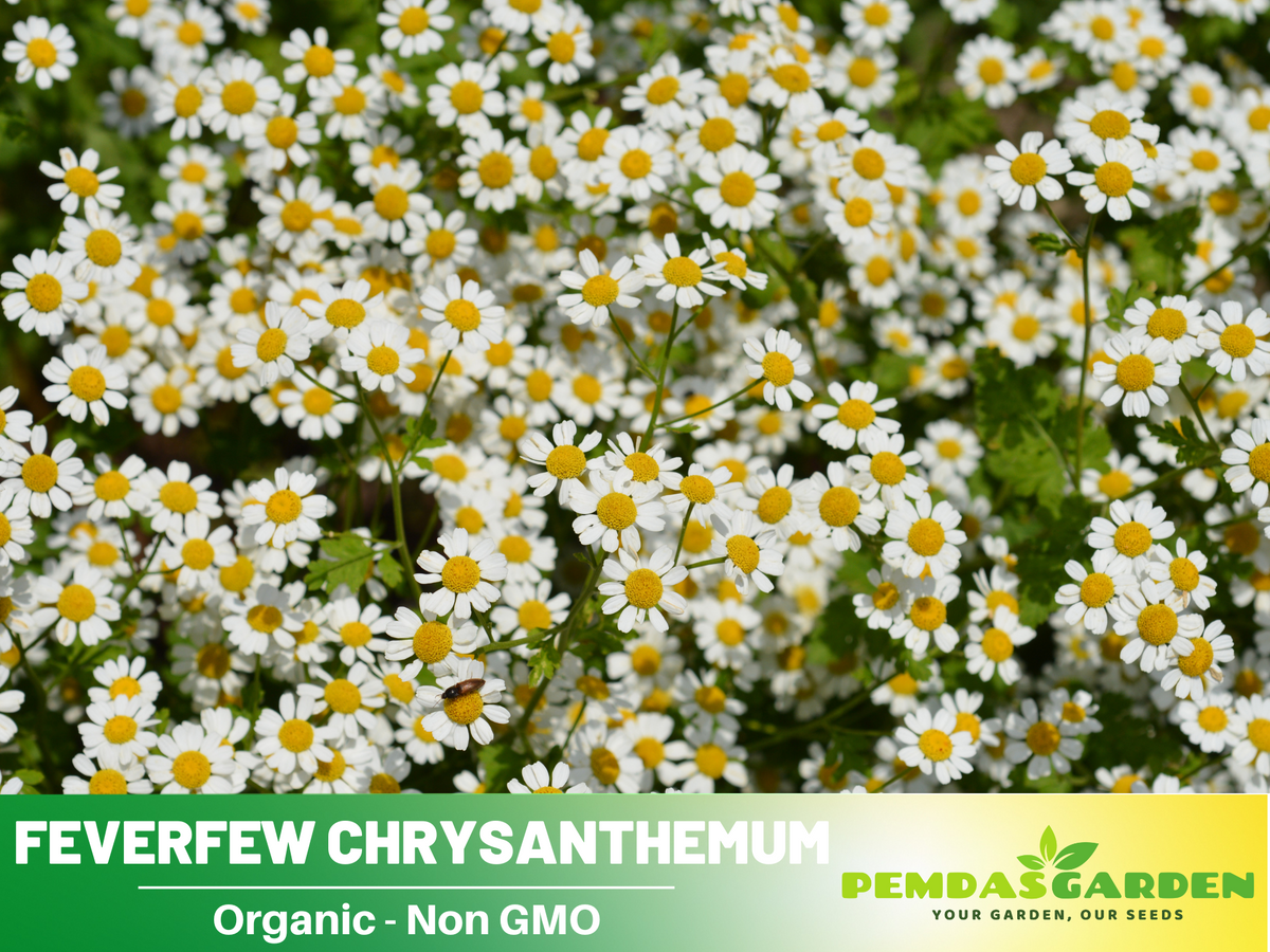 50 Seeds| Feverfew Seeds Chrysanthemum Seeds #M002
