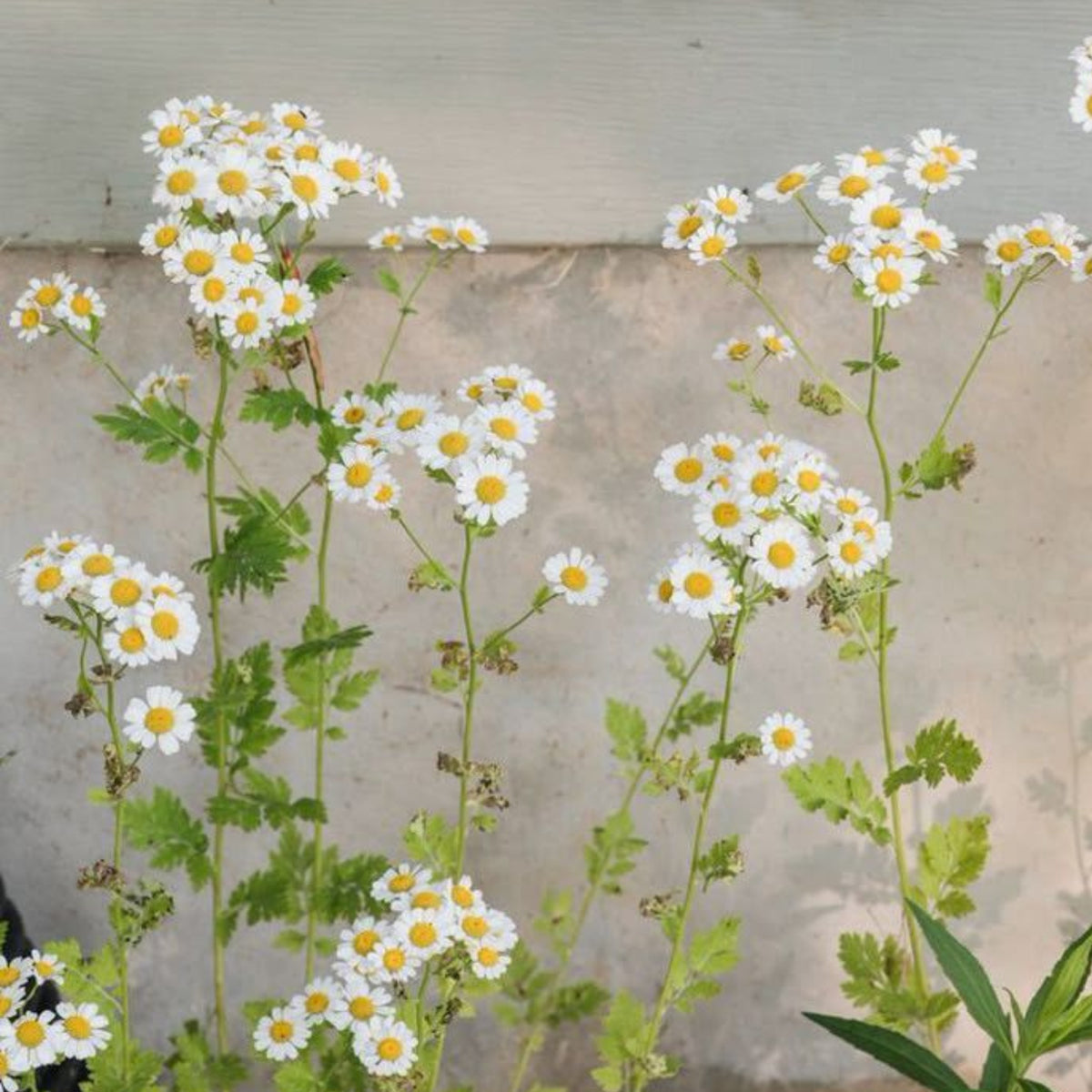 Feverfew Seeds Chrysanthemum Flower Seeds, 50 seeds