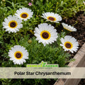 50 Seeds| Polar Star Chrysanthemum Flower Seeds – Colorful Garden Mums for Fall Blooms, Easy to Grow Annual & Perennial Flowers for Outdoor Landscaping#M003