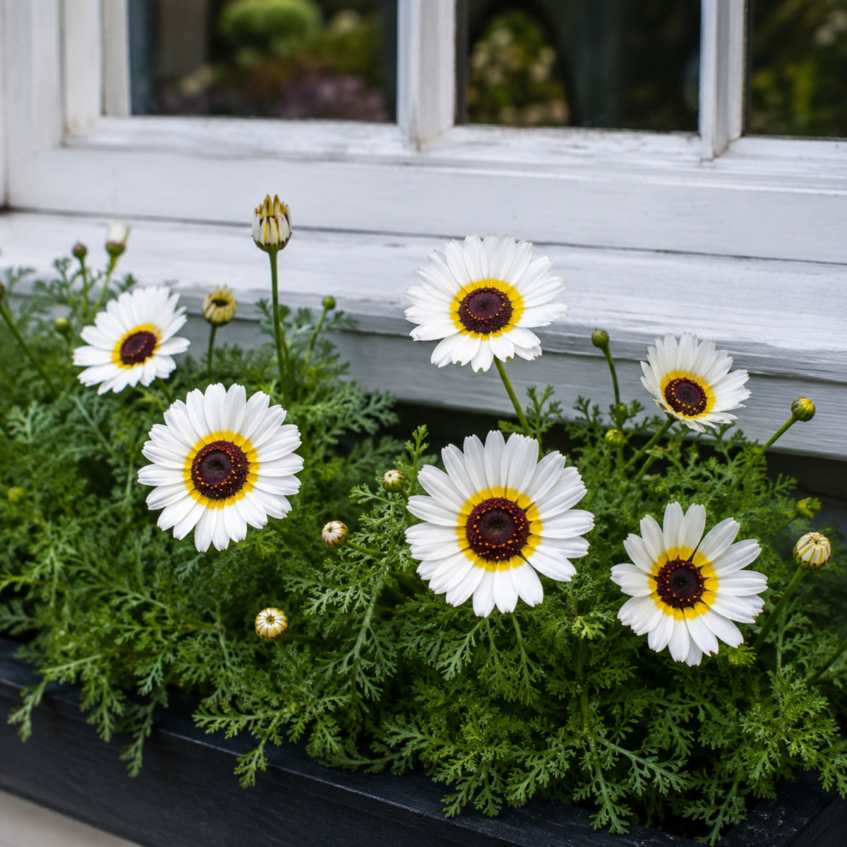 Polar Star Chrysanthemum Flower Seeds, 50 seeds