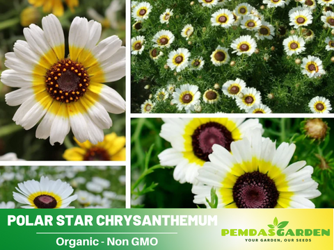 chrysanthemum flower seeds 50 Seeds| Polar Star Chrysanthemum Flower Seeds – Colorful Garden Mums – PEMDASGARDEN