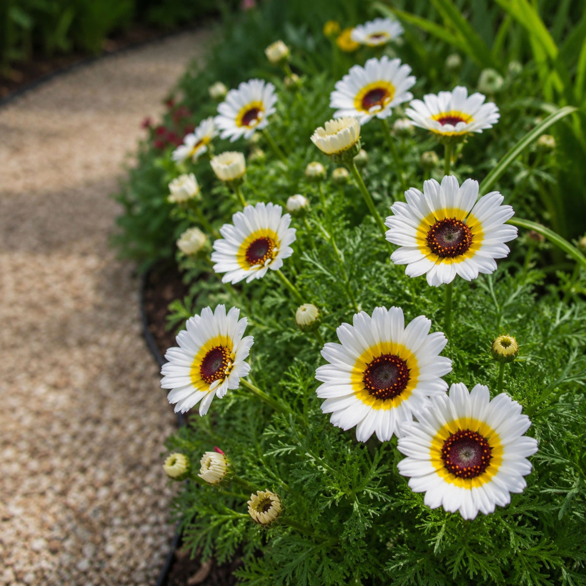 Polar Star Chrysanthemum Flower Seeds, 50 seeds