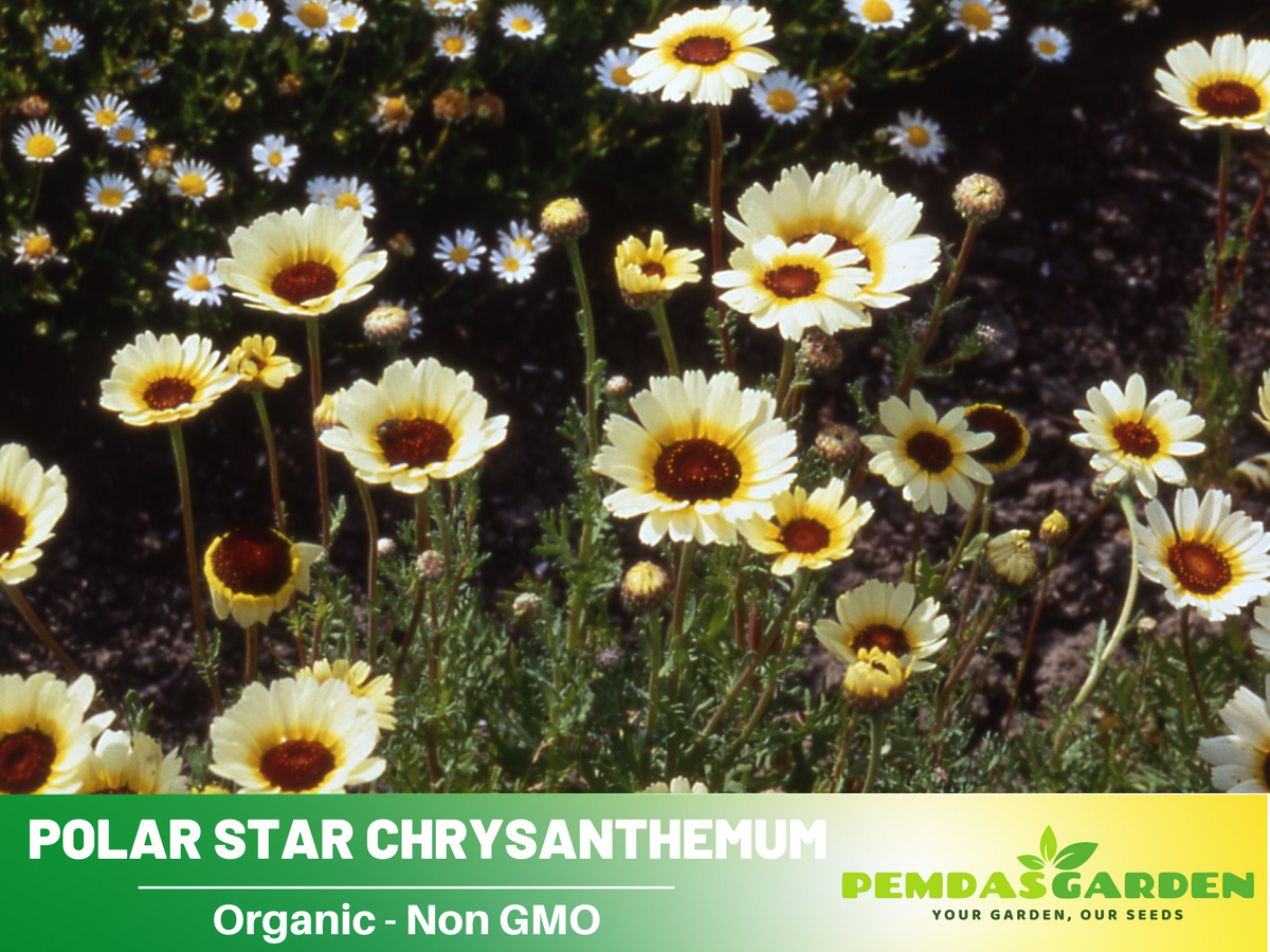 50 Seeds| Polar Star Chrysanthemum Seeds  #M003