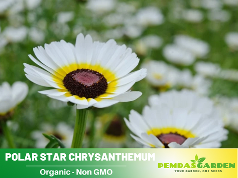 chrysanthemum flower seeds 50 Seeds| Polar Star Chrysanthemum Flower Seeds – Colorful Garden Mums – PEMDASGARDEN