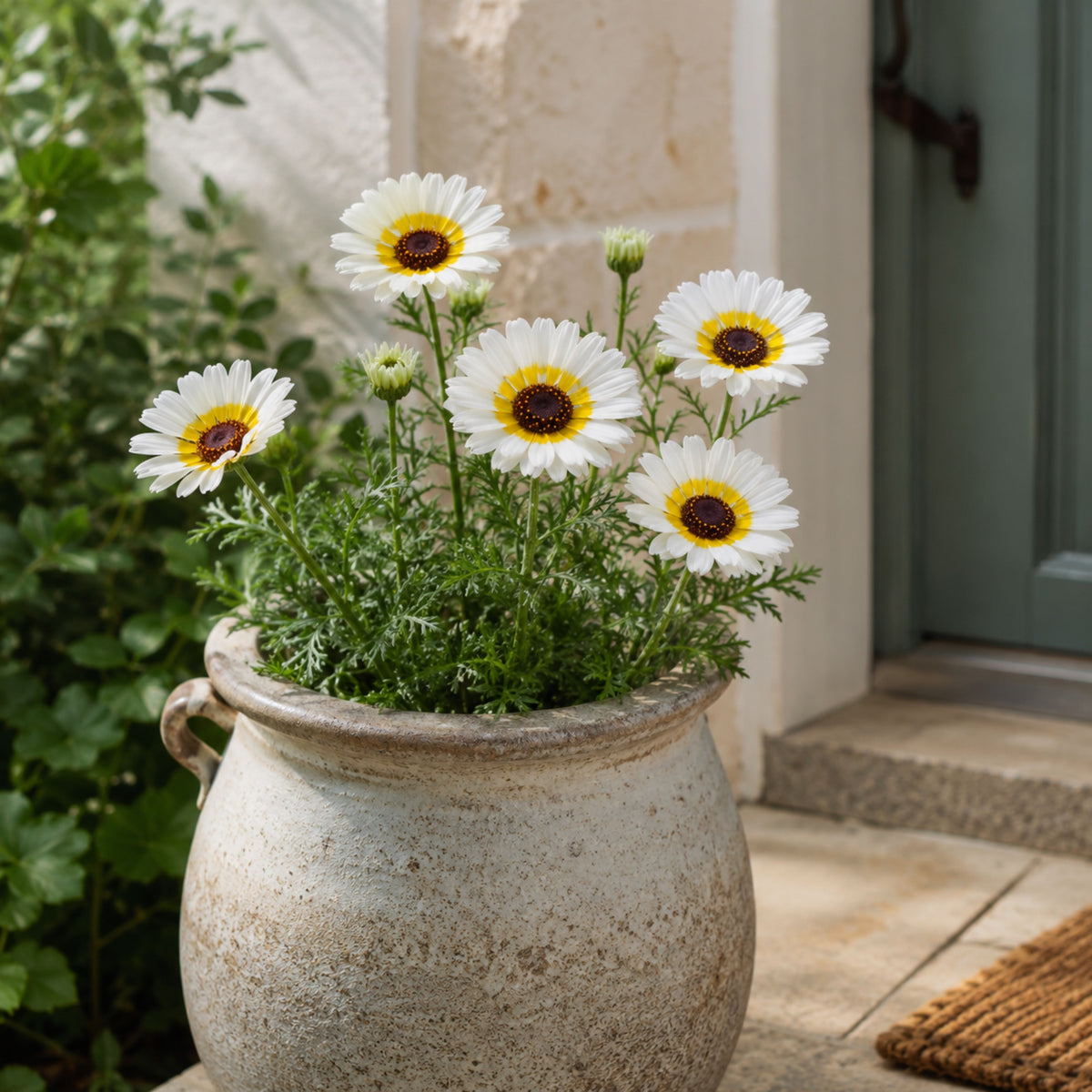Polar Star Chrysanthemum Flower Seeds, 50 seeds
