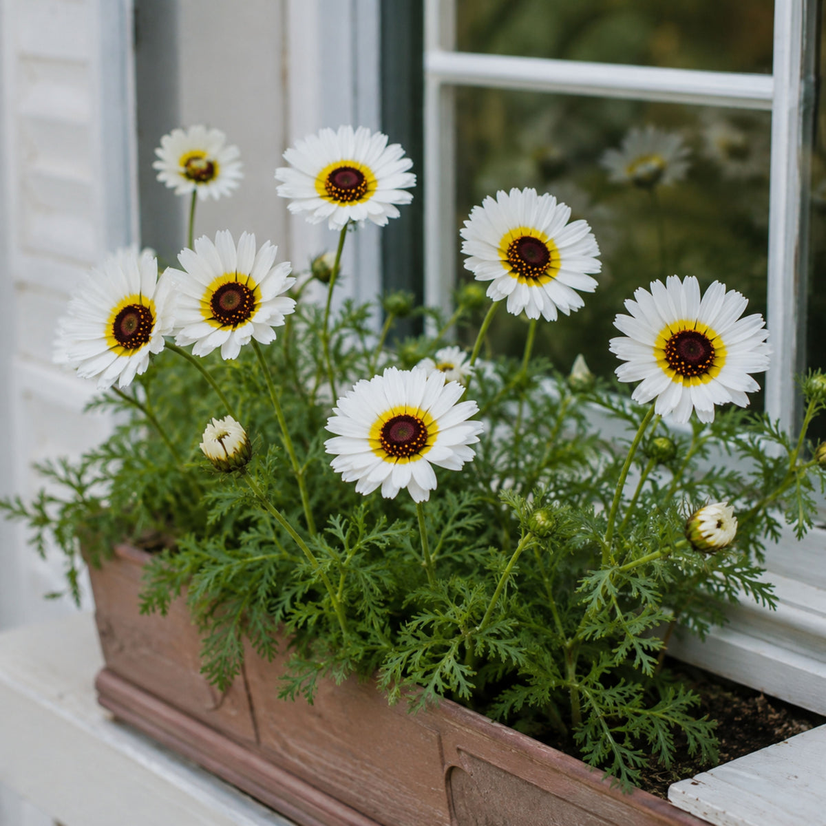 Polar Star Chrysanthemum Flower Seeds, 50 seeds