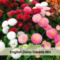100+ Seeds-English Daisy Double Mix Seeds - Bellis perennis Charming Perennial Flower Blooms for Garden Borders Containers and Lawns, Attracts bees & butterflies#N001