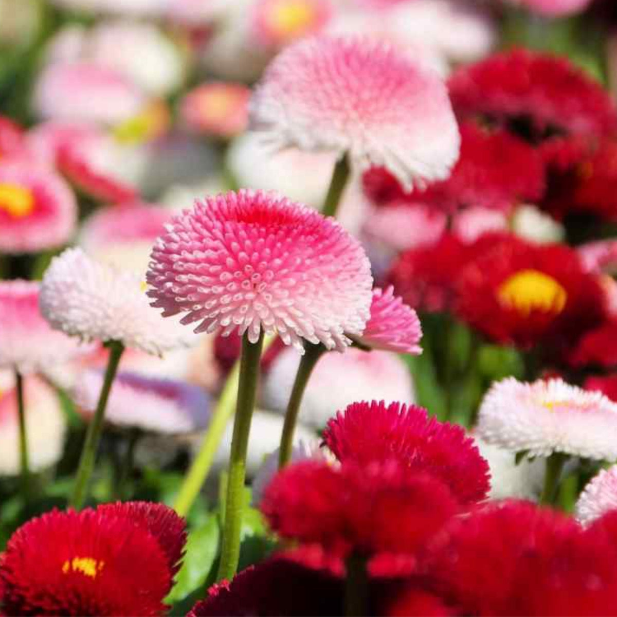 English Daisy Double Mix Seeds, 100+ seeds