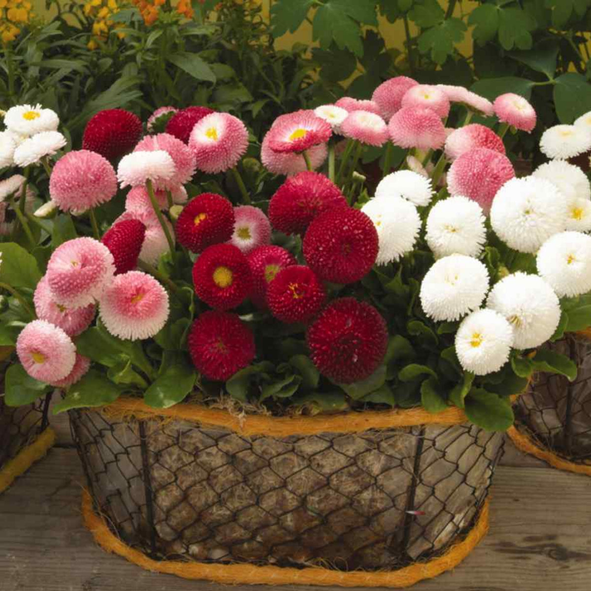 English Daisy Double Mix Seeds, 100+ seeds