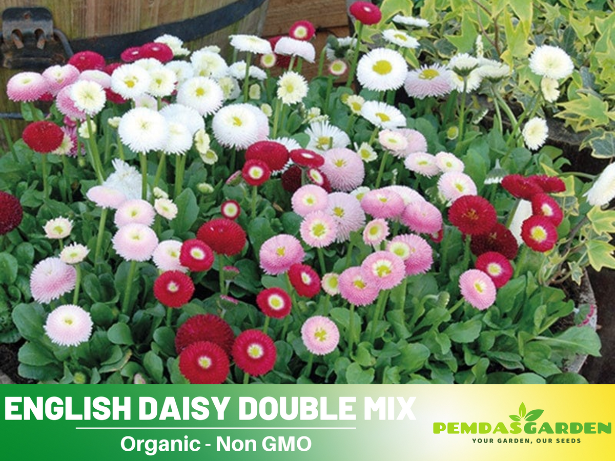 100+ Seeds-English Daisy Double Flower Mix Seeds #N001