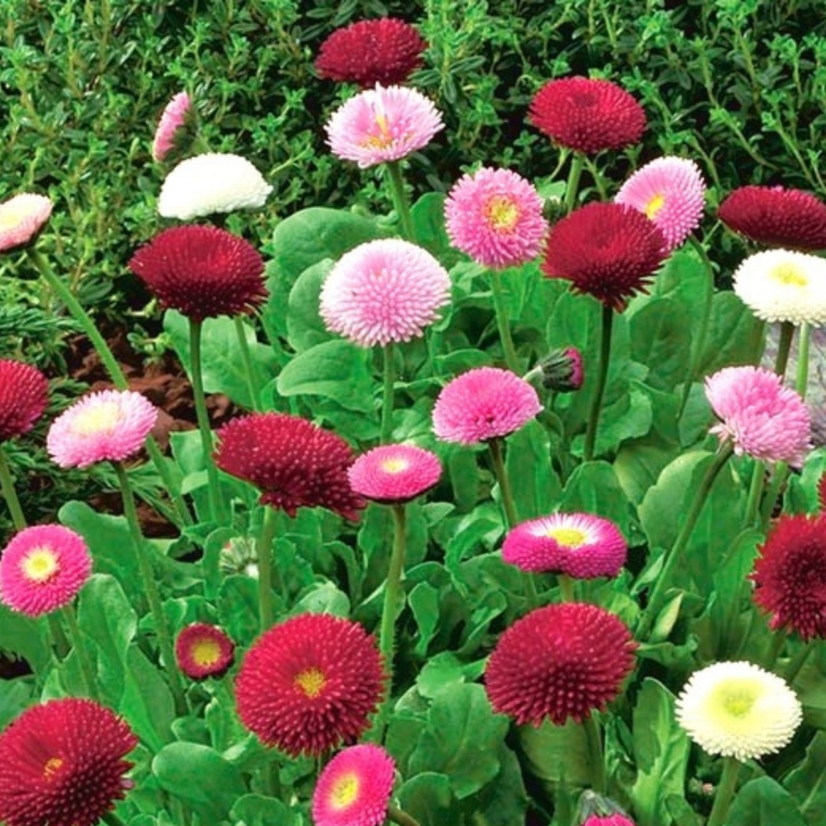English Daisy Double Mix Seeds, 100+ seeds