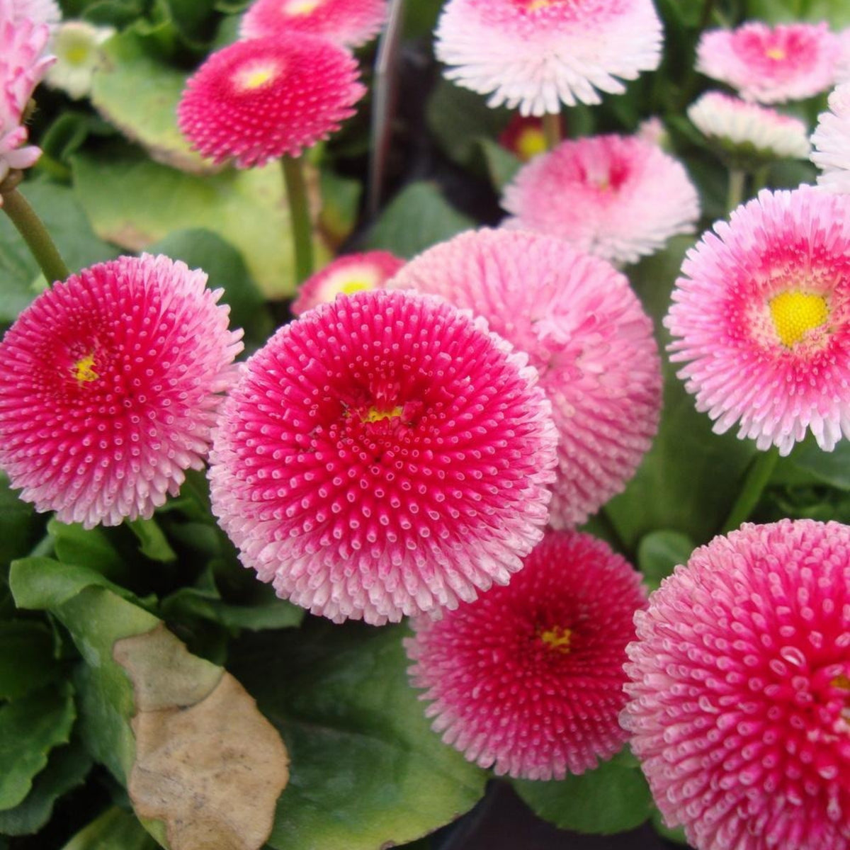 English Daisy Double Mix Seeds, 100+ seeds