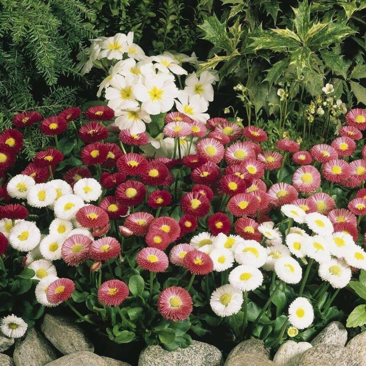 English Daisy Double Mix Seeds, 100+ seeds