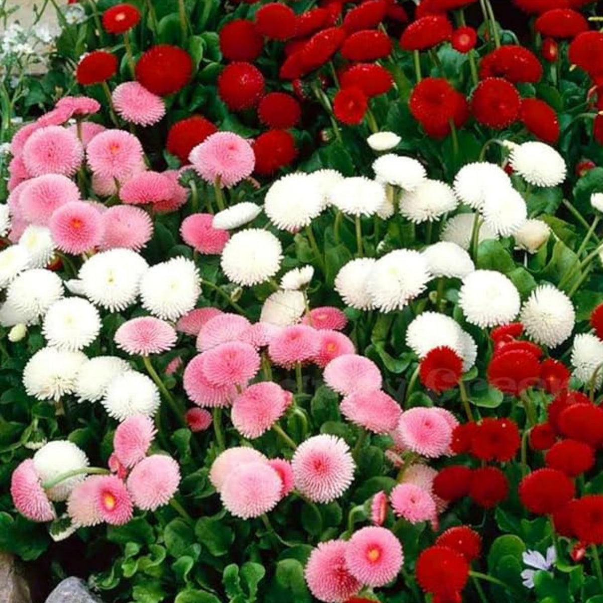 English Daisy Double Mix Seeds, 100+ seeds