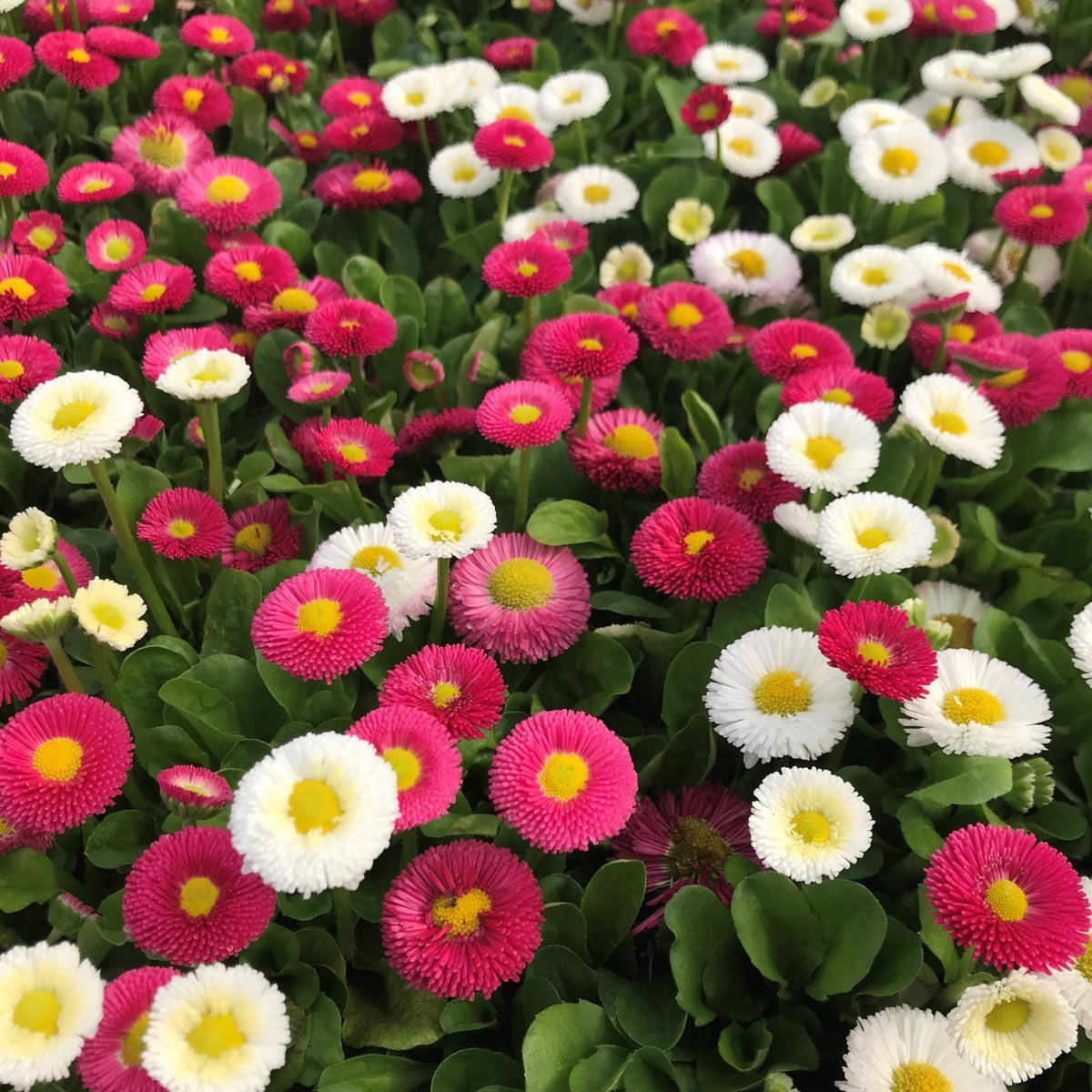 English Daisy Double Mix Seeds, 100+ seeds