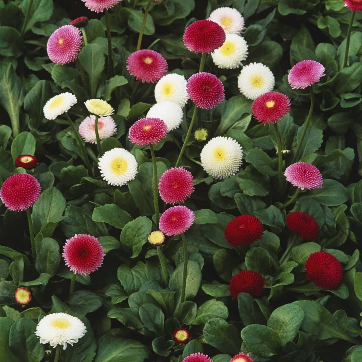English Daisy Double Mix Seeds, 100+ seeds