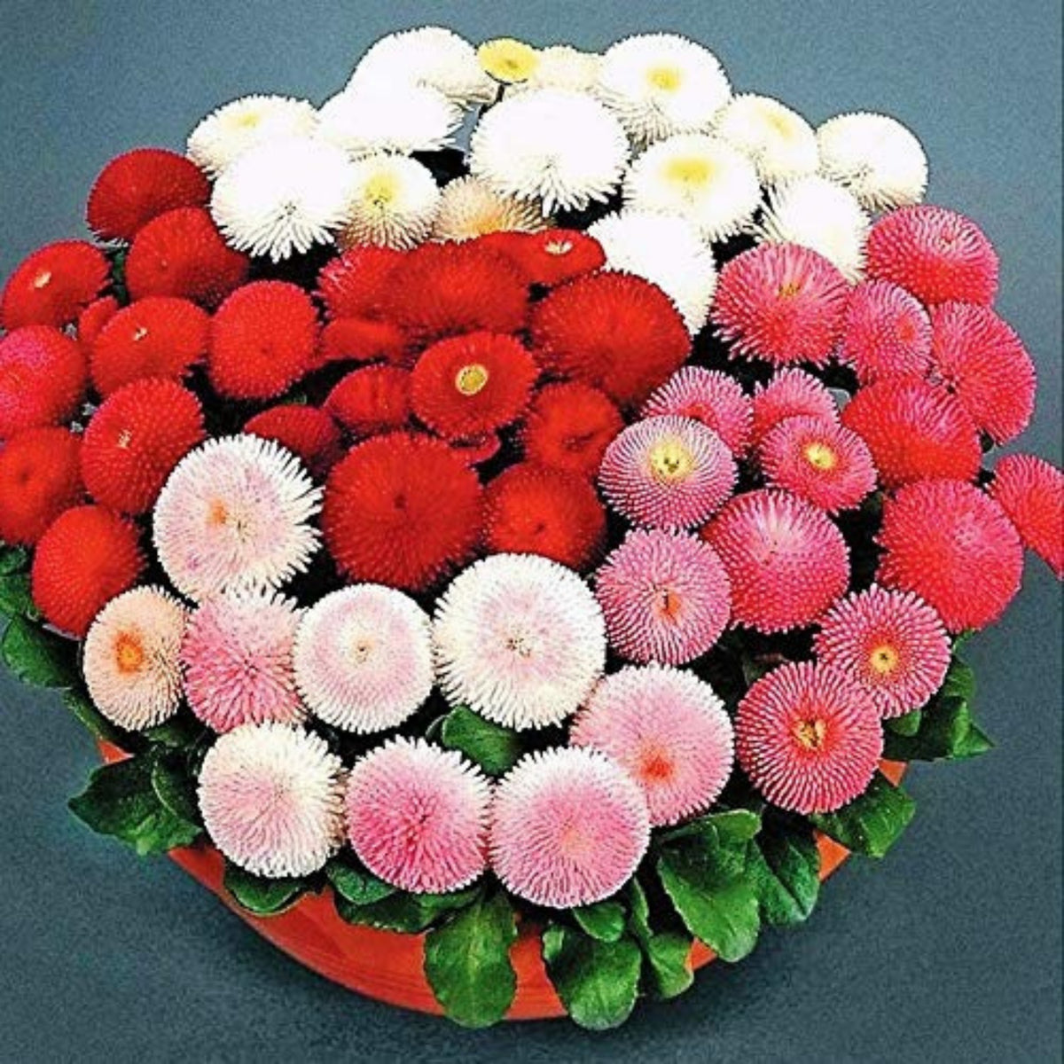 English Daisy Double Mix Seeds, 100+ seeds