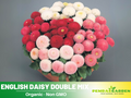 100+ Seeds-English Daisy Double Mix Seeds - Bellis perennis Charming Perennial Flower Blooms for Garden Borders Containers and Lawns, Attracts bees & butterflies#N001
