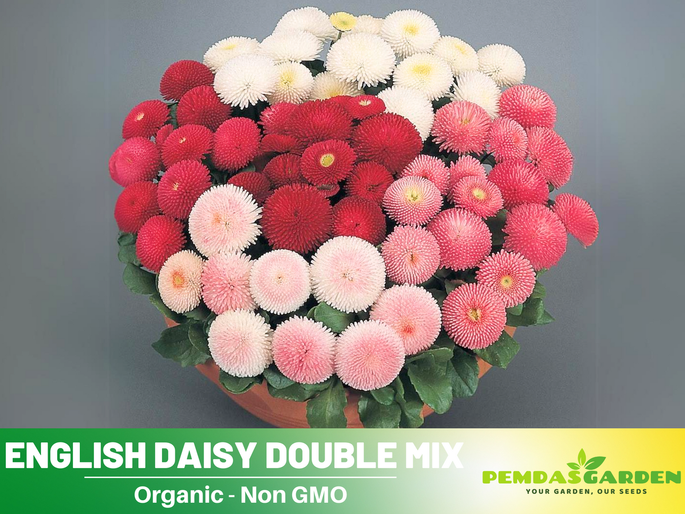 english garden flower seeds 100+ Seeds-English Daisy Double Mix Seeds