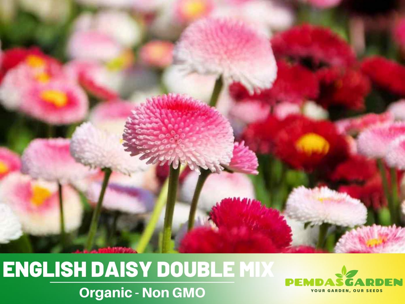 english garden flower seeds 100+ Seeds-English Daisy Double Mix Seeds