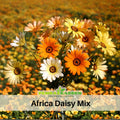 100+ Seeds|  Africa Daisy Mix Seeds #N002