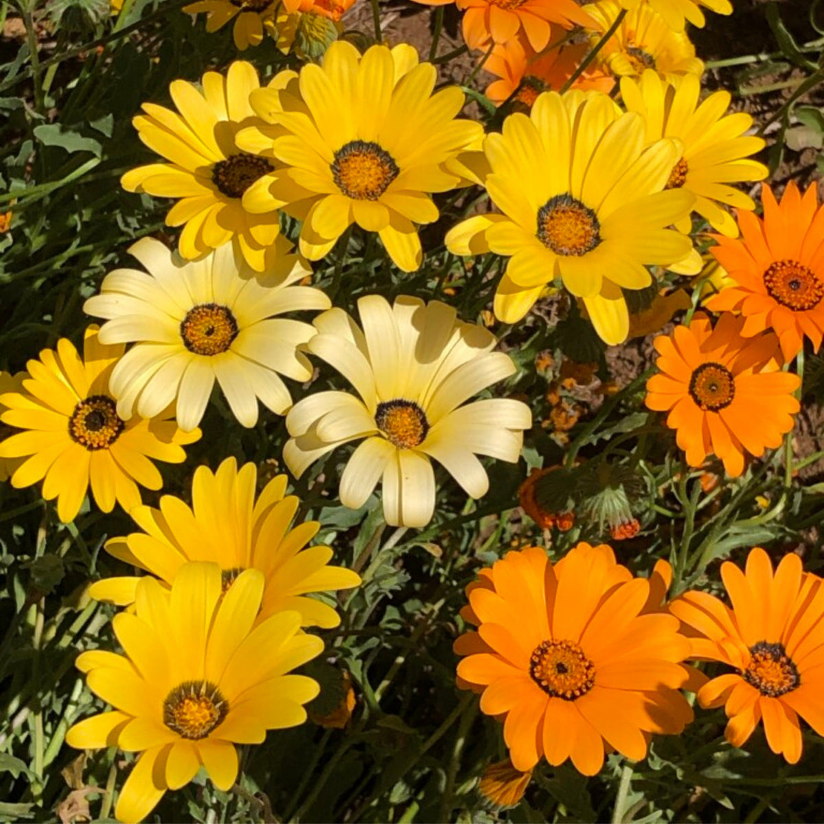 Africa Daisy Mix Seeds, 100+ seeds