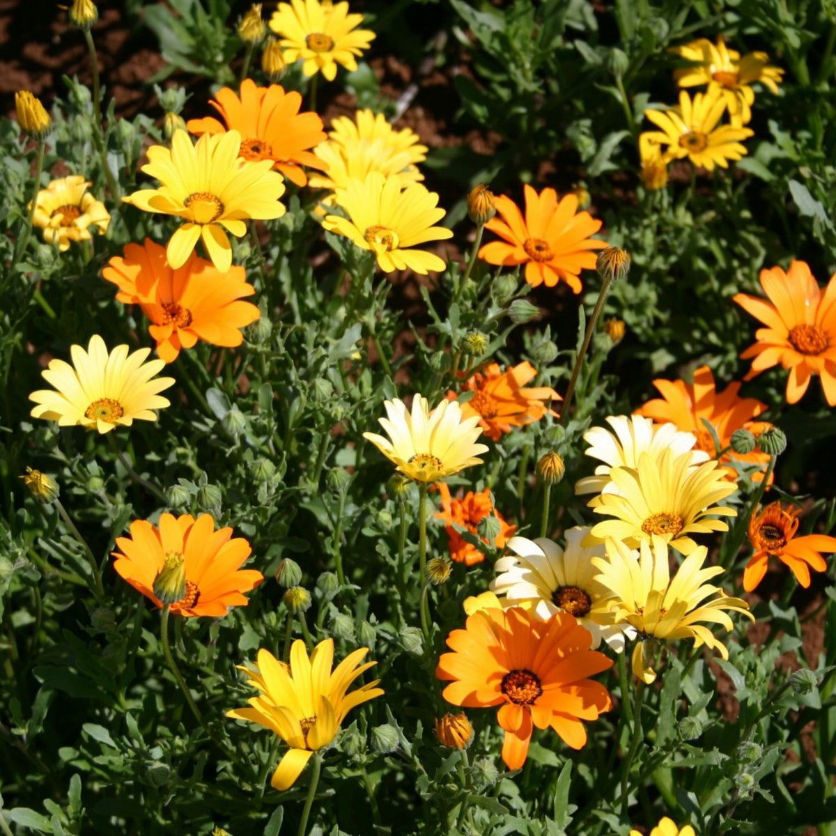 Africa Daisy Mix Seeds, 100+ seeds