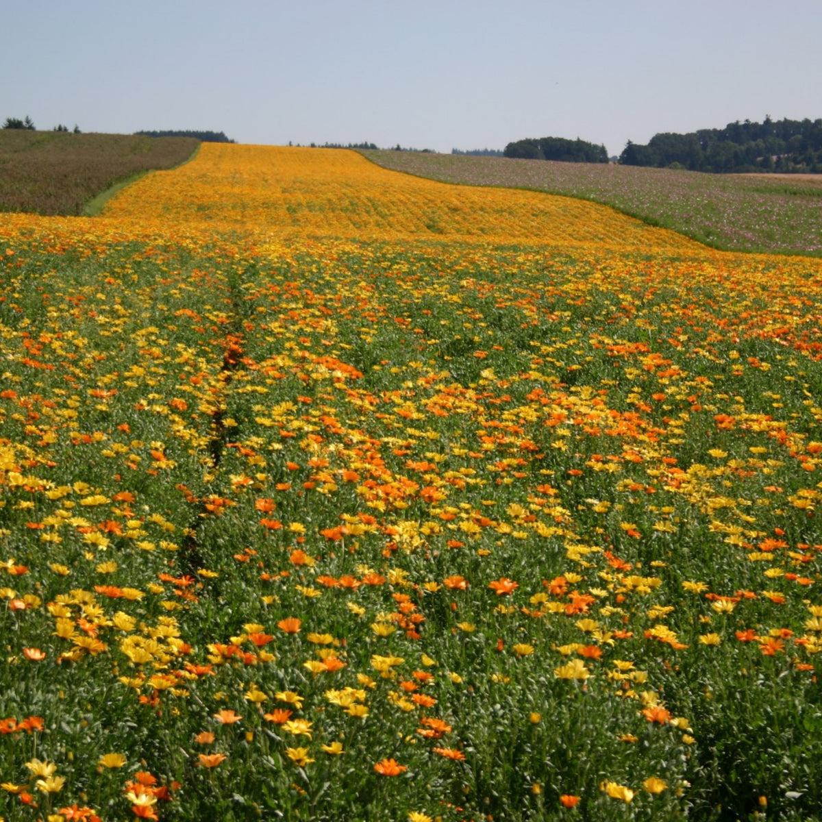 Africa Daisy Mix Seeds, 100+ seeds