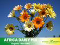 100+ Seeds|  Africa Daisy Mix Seeds #N002
