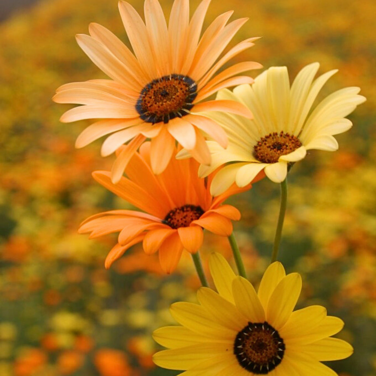 Africa Daisy Mix Seeds, 100+ seeds
