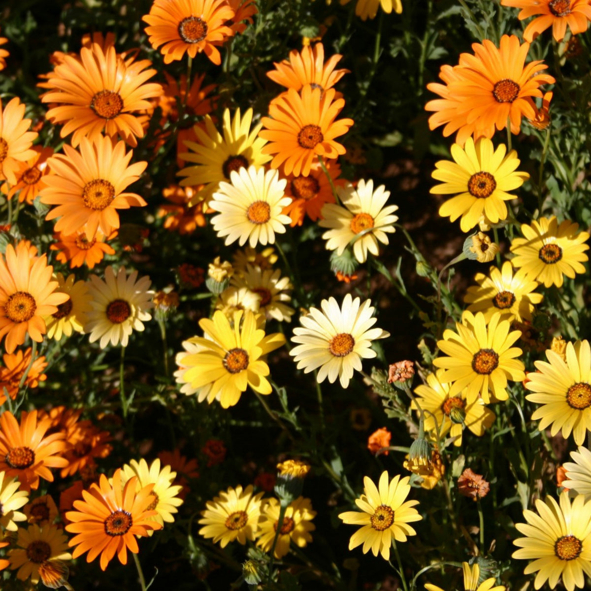 Africa Daisy Mix Seeds, 100+ seeds