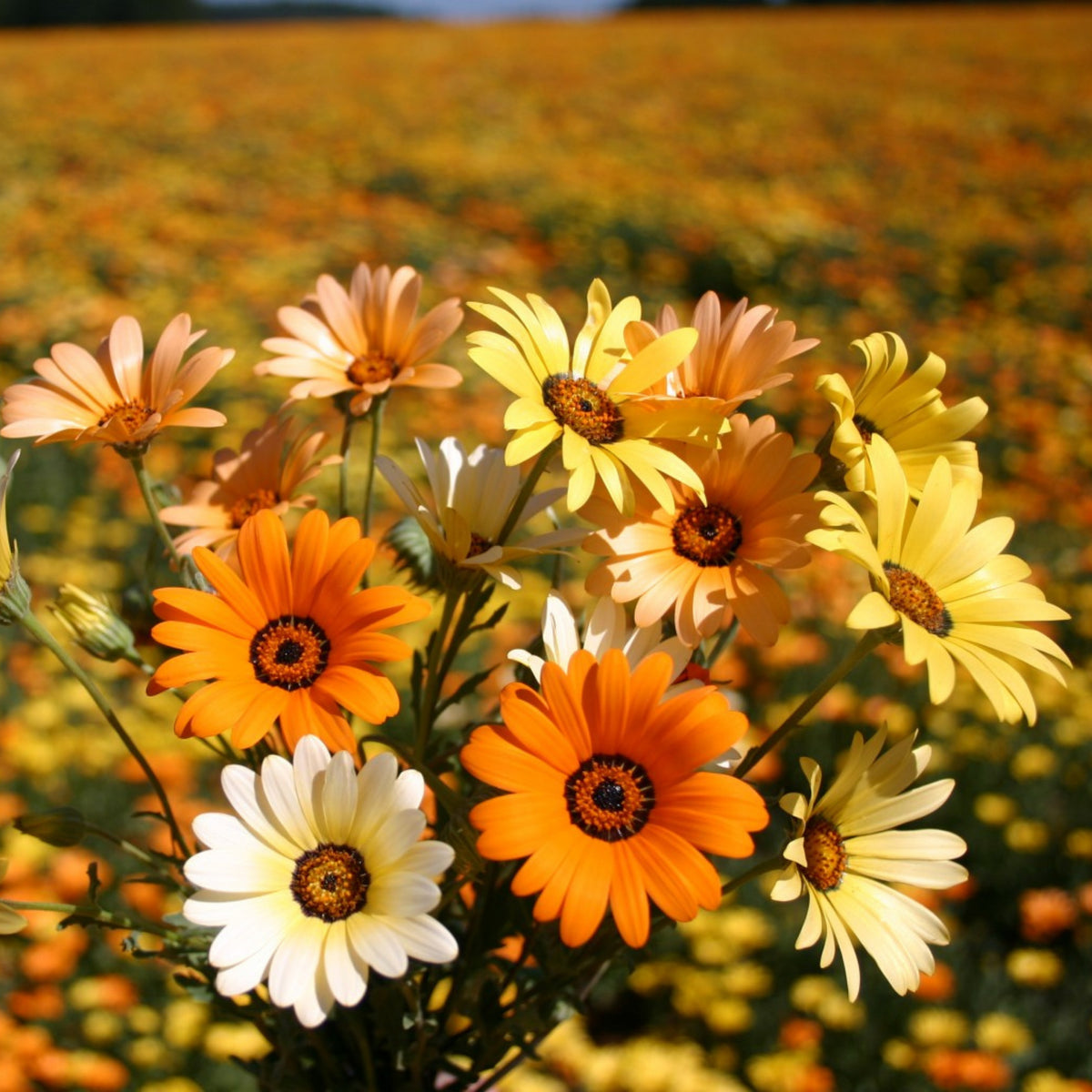 Africa Daisy Mix Seeds, 100+ seeds
