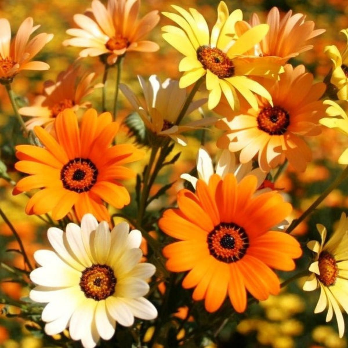 Africa Daisy Mix Seeds, 100+ seeds