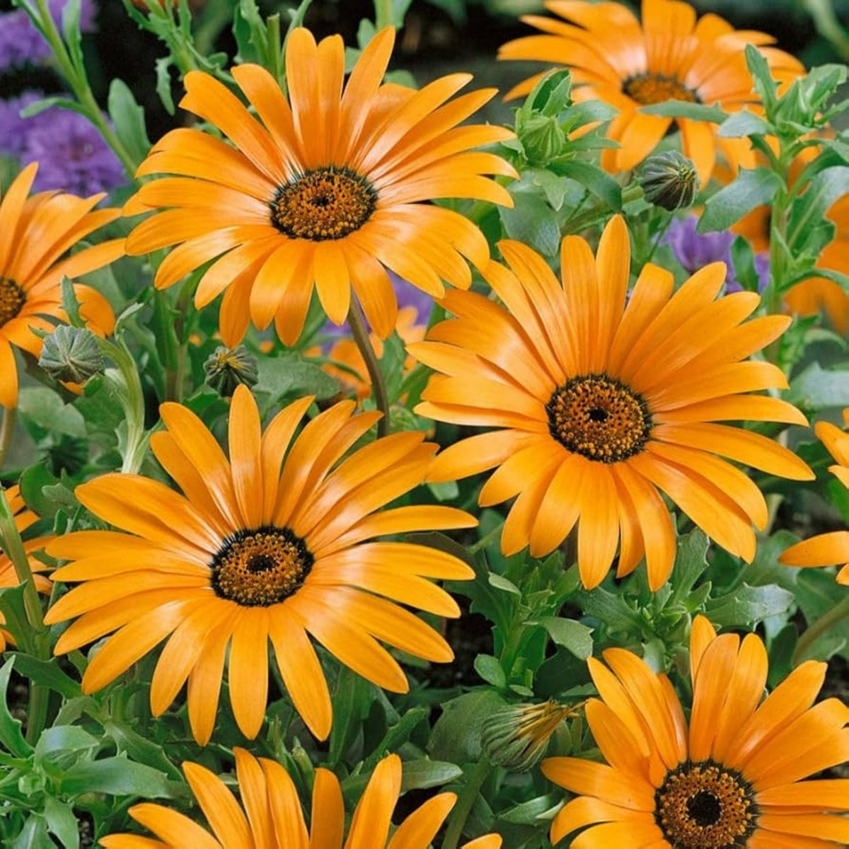 Africa Daisy Mix Seeds, 100+ seeds