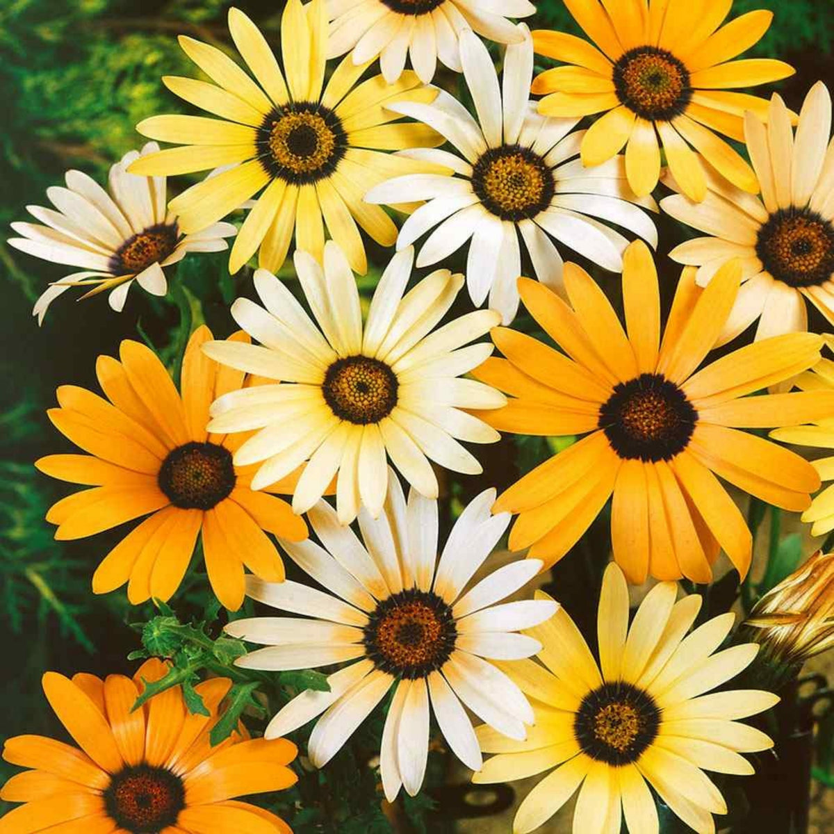Africa Daisy Mix Seeds, 100+ seeds
