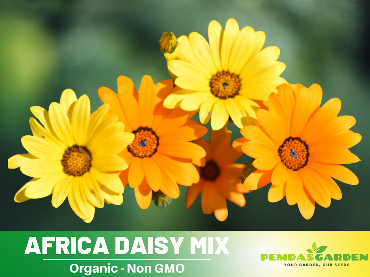 100+ Seeds|  Africa Daisy Mix Seeds #N002