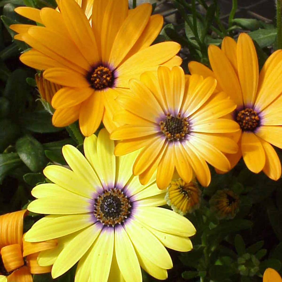 Africa Daisy Mix Seeds, 100+ seeds
