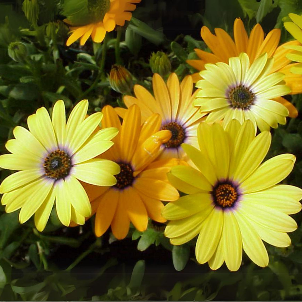 Africa Daisy Mix Seeds, 100+ seeds