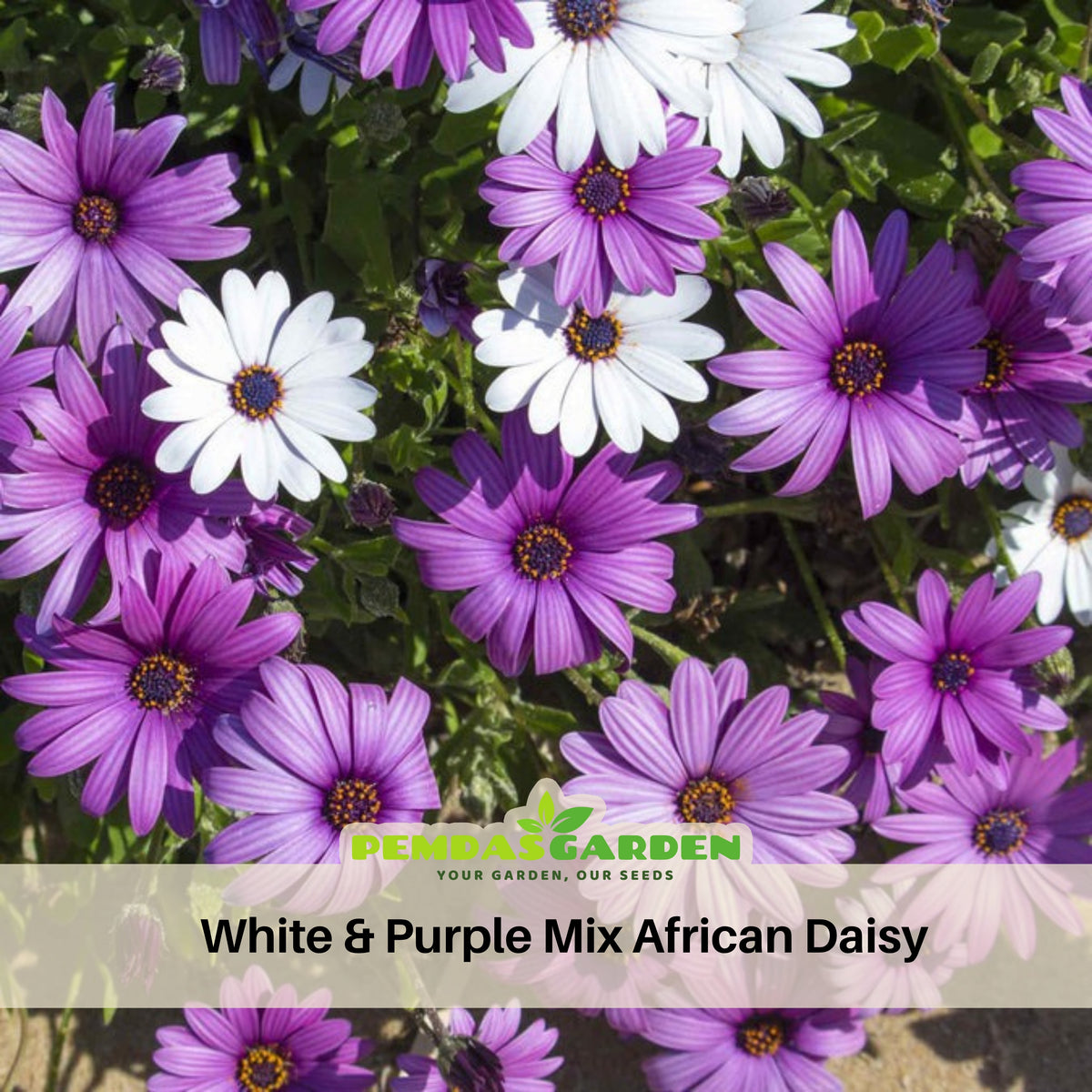 White & Purple Mix African Daisy Seeds, 100 seeds