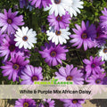 100+ Seeds| White & Purple Mix African Daisy Seeds - Bellis perennis Charming Perennial Flower Blooms for Garden Borders Containers and Lawns, Attracts bees & butterflies #N003